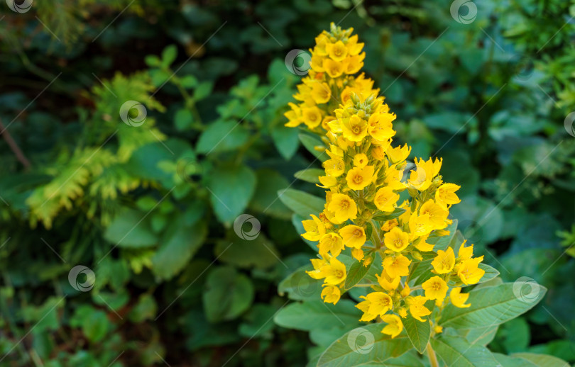Скачать Желтые цветки Lysimachia punctata (крапивник пятнистый, желтый или садовый). Селективный фокус фотосток Ozero
