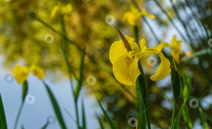 Скачать Желтый цветок Iris pseudacorus (желтый флаг, желтый ирис) на размытом зеленом фоне. Выборочный снимок природы крупным планом в весеннем саду.  Пейзаж для любых обоев. Есть место для текста фотосток Ozero