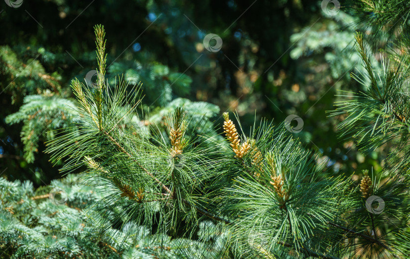Скачать Цветущая белая сосна Pinus strobus с красивыми молодыми побегами на фоне размытого зеленого сада. Выборочный макрофокусный снимок оригинальной текстуры длинных зеленых иголок. фотосток Ozero