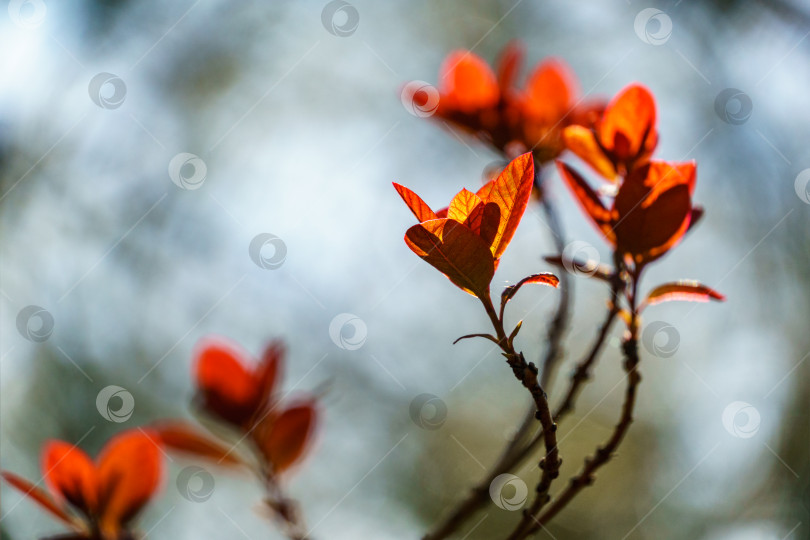 Скачать Красные листья на фоне серого боке. Молодые красные листья Cotinus coggygria Royal Purple (Rhus cotinus, европейское дымчатое дерево) на фоне солнечного света в весеннем саду. фотосток Ozero