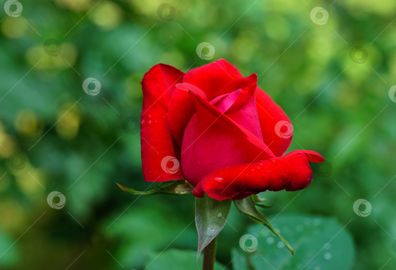 Скачать Выборочный крупный план красивой большой красно-фиолетовой розы Red Star в естественном солнечном свете на темно-зеленом фоне боке. Пейзаж с цветочными розами, свежие обои, концепция фона природы фотосток Ozero