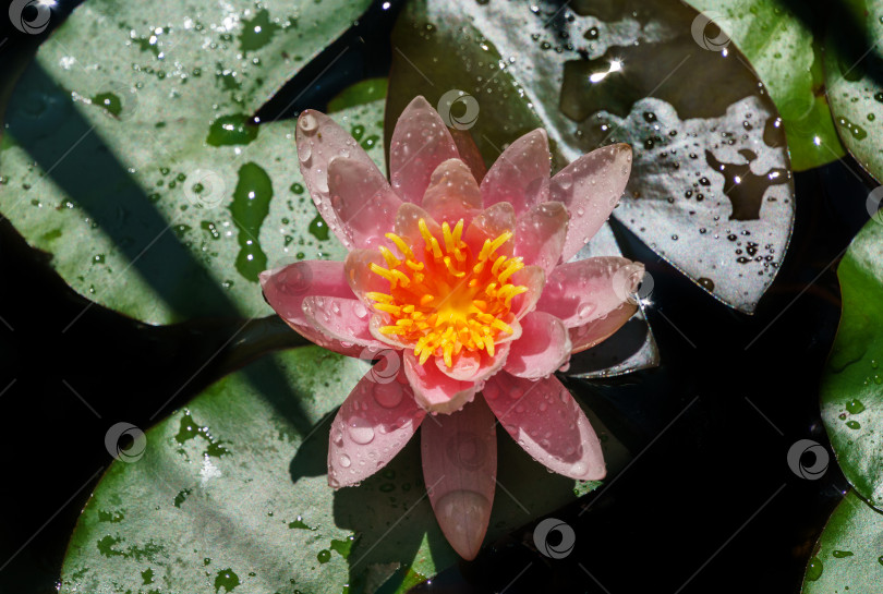 Скачать Розовая водяная лилия или цветок лотоса Marliacea Rosea в садовом пруду. Крупный план нимфеи с каплями воды на размытой зеленой воде. Цветочный пейзаж для обоев природы с пространством для копирования. Выборочный фокус фотосток Ozero