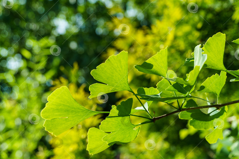 Скачать Дерево гинкго (Ginkgo biloba) или гингко с ярко-зелеными листьями на фоне размытой листвы. Выборочный крупный план. Свежая концепция природы обоев. Место для вашего текста фотосток Ozero