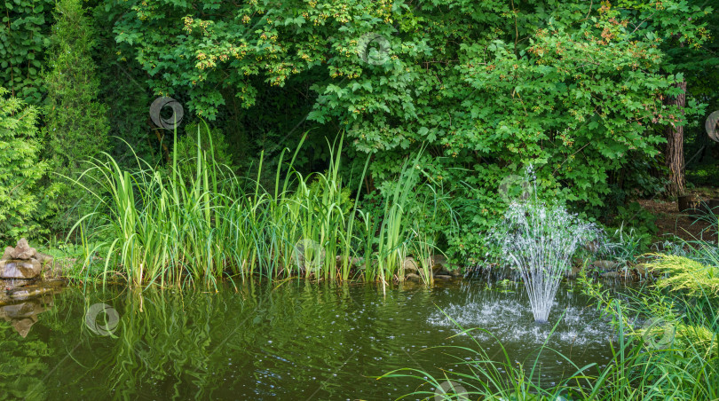 Скачать Красивый высокий фонтан в садовом пруду. Идиллическая картина зеленой воды, красной рыбы и красивых растений вокруг пруда. Солнечный день и свежесть тени высоких деревьев у воды. фотосток Ozero