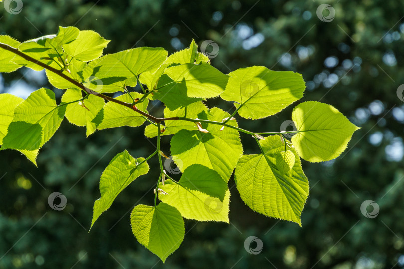 Скачать Ярко-зеленые листья липы Tilia caucasica на размытом зеленом фоне. Естественная концепция весны, начала новой жизни. Избирательный фокус. фотосток Ozero