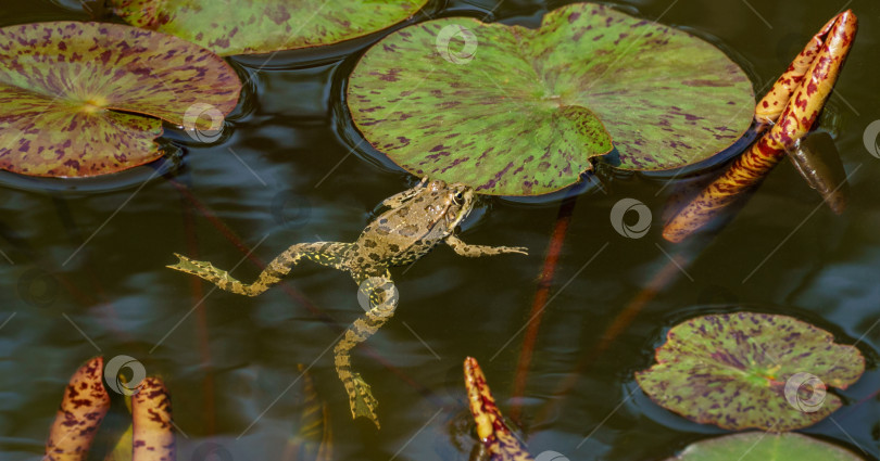 Скачать Лягушка Рана ридибунда (pelophylax ridibundus) цвета хаки в садовом пруду возле листа водяной лилии с пятнами. Естественная среда обитания и природная концепция дизайна фотосток Ozero