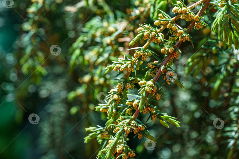 Скачать Можжевельник Juniperus communis Хорстманна в цвету на фоне зеленого сада. Крупным планом хвоя и цветы на ветках можжевельника. Концепция природы для весеннего дизайна. Выборочный фокус фотосток Ozero