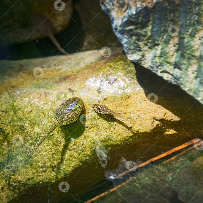 Скачать Головастики лягушки Рана ридибунда (pelophylax ridibundus) сидят в пруду под водой. Крупный план маленьких лягушек в естественной среде обитания. фотосток Ozero