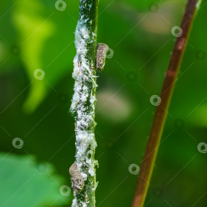 Скачать Цитрусовый плосколистник (Metcalfa pruinosa), сидящий на стебле Clerodendrum bungei.  Metcalfa pruinosa, цитрусовая плоскокрылка - вид насекомых из семейства плоскокрылых (Flatidae). фотосток Ozero