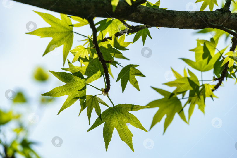 Скачать Ликвидамбар стирацифлуа или американская сладкая камедь со свежими зелеными листьями на фоне голубого неба. Веточка янтарного дерева в ясный солнечный день в весеннем саду. Избирательный фокус. Концепция природы для дизайна фотосток Ozero