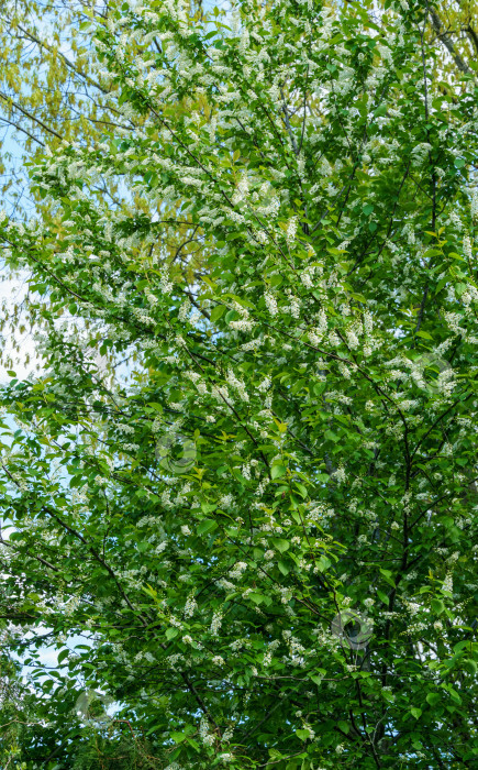 Скачать Prunus padus "Сибирская красавица" цветет на фоне голубого неба. Белые цветы цветущей черемухи или первомайского дерева. Выборочный фокус. Есть место для текста. Концепция природы для дизайна фотосток Ozero