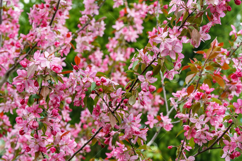 Скачать Фиолетовые цветки яблони Malus 'Makowieckiana'. Темно-розовые цветки в весеннем саду. Это дерево является гибридом яблони 'Niedzwetzkyana'. Выборочный фокус крупным планом фотосток Ozero