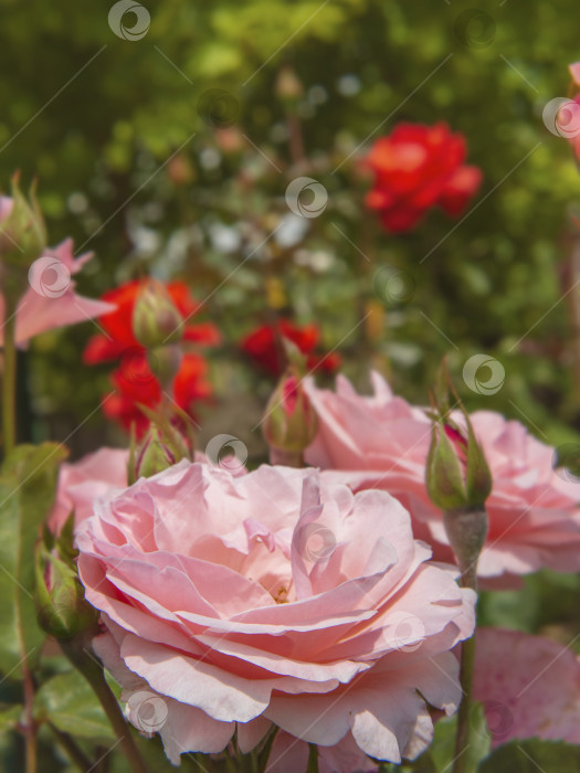 Скачать Розовые розы в цветущем летнем саду, мягкий акцент. Сказочные розовые розы в розовом саду фотосток Ozero