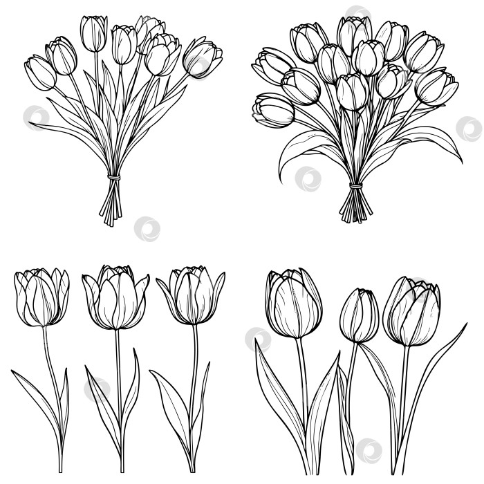 Скачать Нарисованный от руки и эскиз цветочного букета тюльпанов. Черно-белая векторная иллюстрация с линейным рисунком. Цветочный ботанический цветок. фотосток Ozero