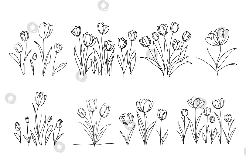 Скачать Цветок тюльпана графический черно-белый изолированный эскиз букета векторная иллюстрация фотосток Ozero