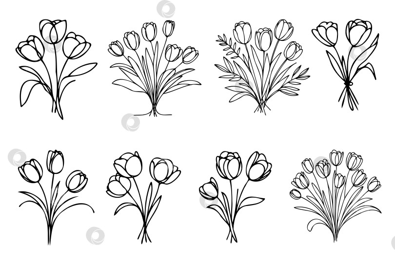 Скачать Весенний цветочный букет тюльпанов на белом фоне. Стиль рисования линейной гравюры. Реалистичный цветочный эскиз ботанической природы для оформления свадебного поздравления. фотосток Ozero