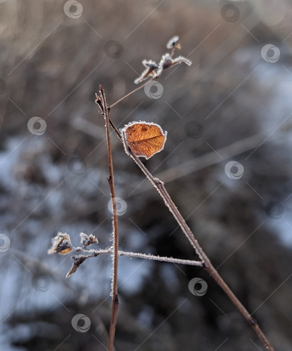 Скачать Веточка дерева с жёлтым листом фотосток Ozero