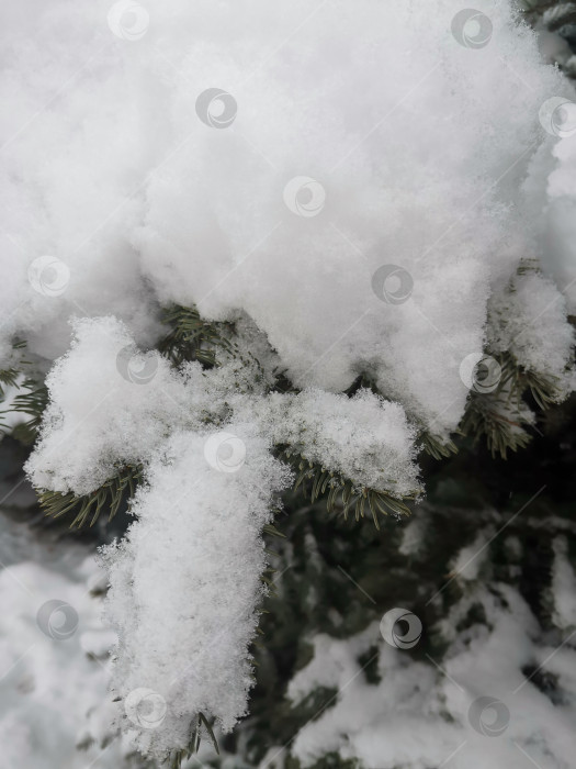 Скачать Свежевыпавший снег на иголках рождественской елки. фотосток Ozero
