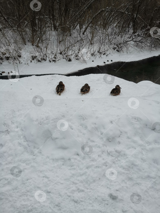 Скачать Три утки сидят зимой на берегу. фотосток Ozero