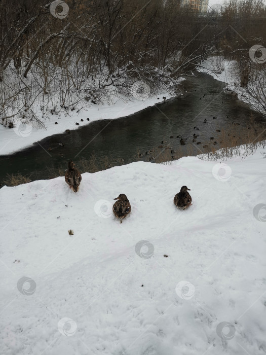 Скачать Небольшая речка в парке и много уток. фотосток Ozero