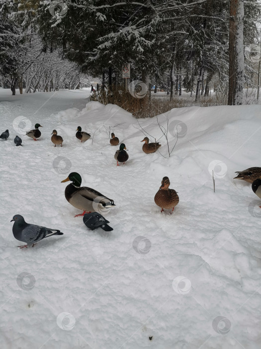 Скачать Утки и голуби в городском парке. фотосток Ozero