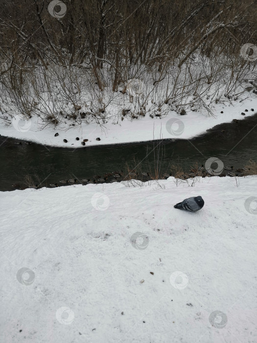 Скачать Один голубь на берегу неглубокой реки зимой. фотосток Ozero