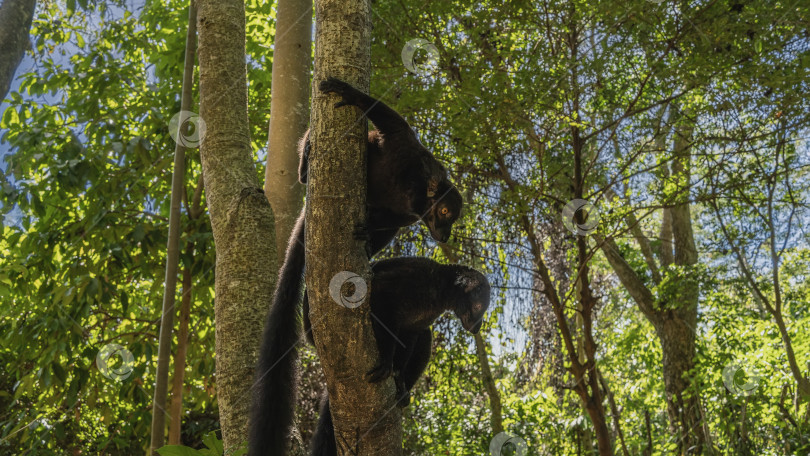 Скачать Любопытные черные лемуры Eulemur macaco сидят на дереве, фотосток Ozero