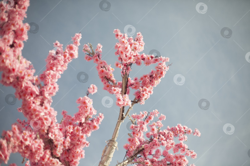 Скачать Розовые цветы. Сакура на фоне неба. Красивый весенний фон. фотосток Ozero