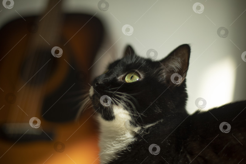 Скачать Черная кошка с белым пятнышком. Кошка дома. Питомец осматривается. фотосток Ozero