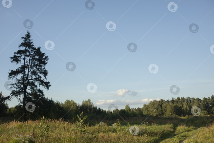 Скачать Летний пейзаж в поле. Одинокая ель. фотосток Ozero