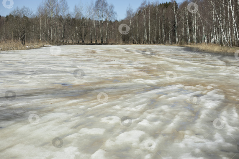 Скачать На озере тает лед. Весенний пруд. Растаявший снег в лесу. фотосток Ozero