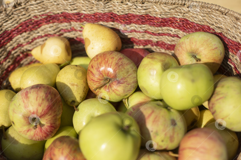 Скачать Крупные яблоки в корзинке Яблоки в августе. Осенний сбор урожая. фотосток Ozero