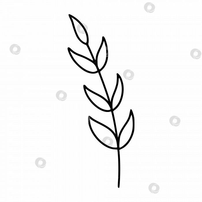 Скачать Веточка растения для украшения открытки. Векторная иллюстрация в стиле каракулей. фотосток Ozero