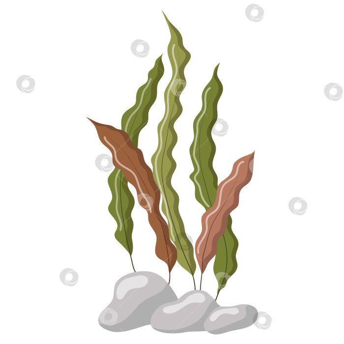 Скачать Векторная иллюстрация длинных зеленых и бурых водорослей, изолированных на белом фоне. Аквариумная трава на камнях фотосток Ozero