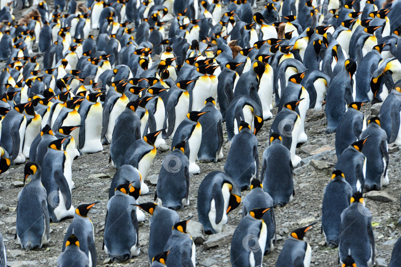 Скачать Королевские пингвины, смотрящие в одну сторону фотосток Ozero
