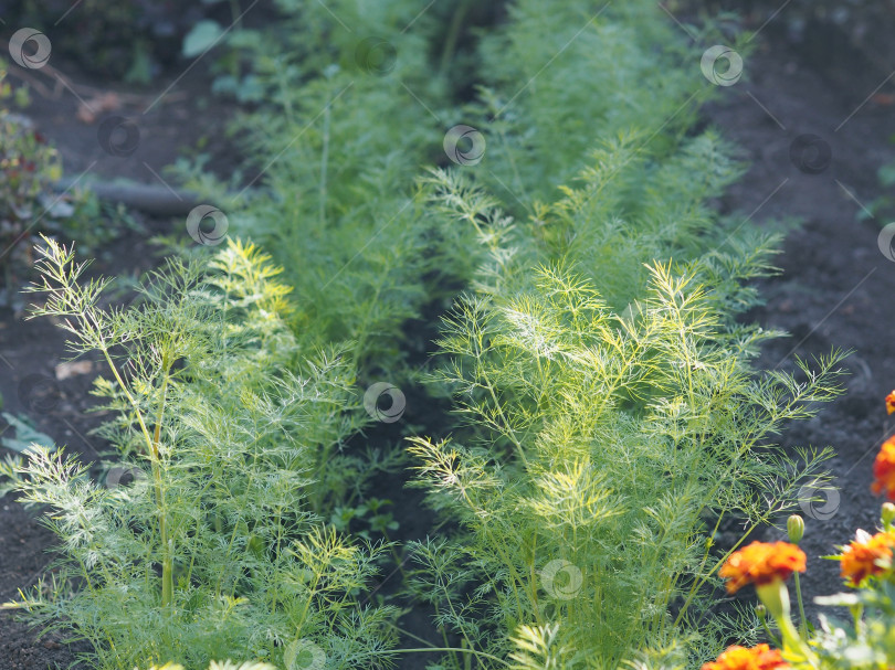 Скачать Трава укропа, выращенная в саду для использования в пищу в качестве приправы. Натуральная здоровая пища. фотосток Ozero