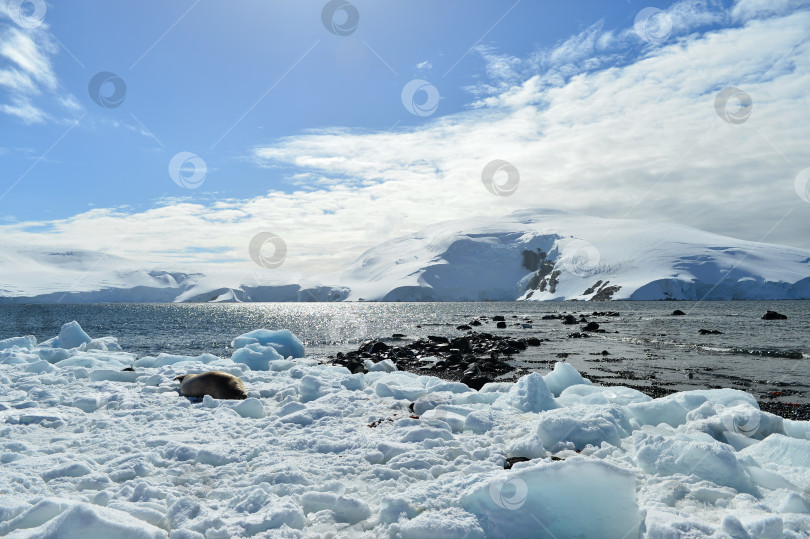 Скачать Лед солнце и море Антарктиды. Антарктический полуостров фотосток Ozero