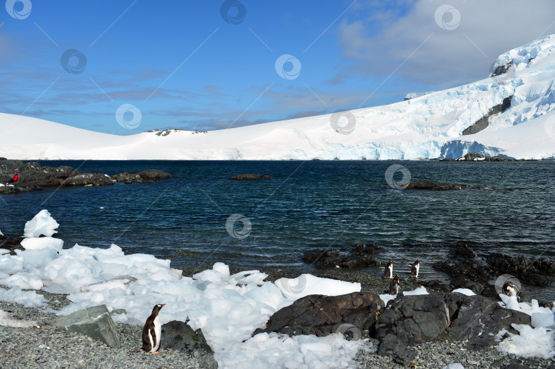 Скачать Одинокий пингвин Смотрит вдаль на горы и море фотосток Ozero