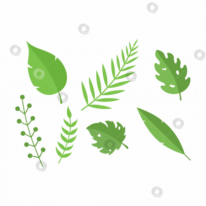 Скачать Набор зеленых тропических ветвей. Летние растения и листья для украшения открыток. фотосток Ozero