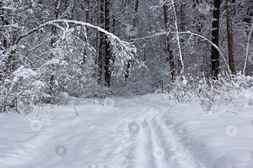 Скачать Лыжня, сугробы и изогнутые под тяжестью снега деревья в зимнем лесу фотосток Ozero
