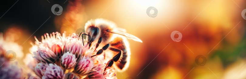 Скачать баннерная микро-фотография пчелы на цветке в солнечном свете на закате фотосток Ozero
