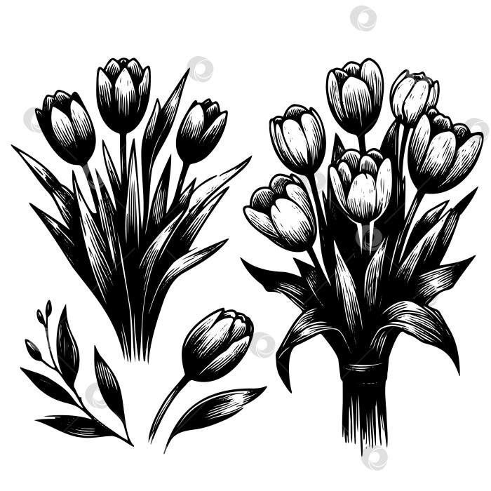 Скачать Установите цветы месяца рождения тюльпана в марте. Векторная иллюстрация ботанического искусства. фотосток Ozero