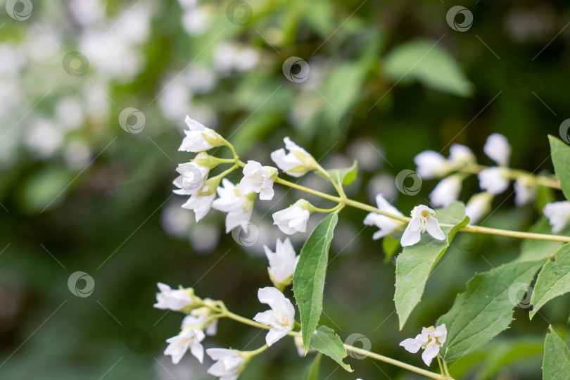 Скачать Маленькие белые цветочки на ветвях кустарника фотосток Ozero