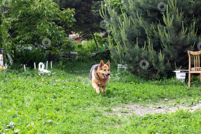 Скачать Коричневая собака в саду на зеленой траве фотосток Ozero