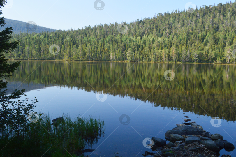 Скачать Лесное озеро летом. фотосток Ozero