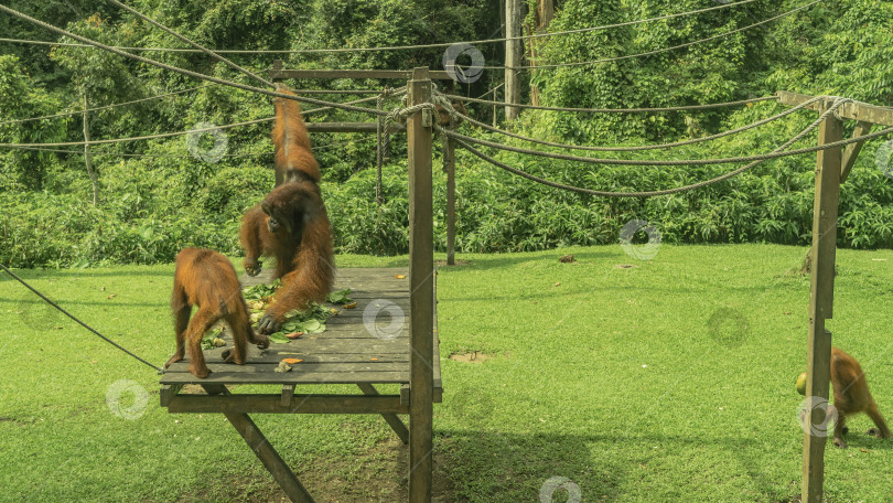 Скачать Кормление орангутангов. На променаде разложены тропические фрукты. фотосток Ozero