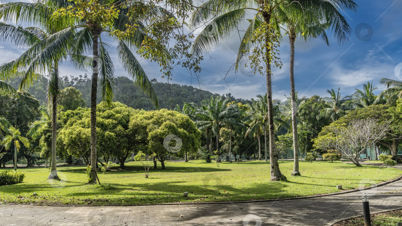 Скачать На лужайке в тропическом парке растут высокие пальмы и зеленые кусты. фотосток Ozero