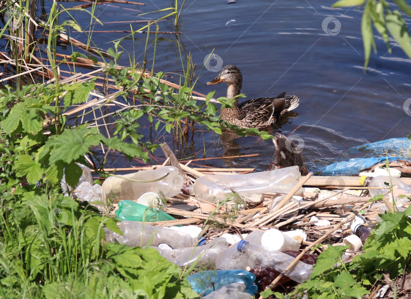 Скачать Самка кряквы плавает среди камышей и пластикового мусора. Дикая утка в загрязненной воде. Концепция загрязнения окружающей среды и переработки мусора. фотосток Ozero