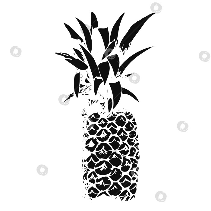 Скачать Скан ананаса. Изображение тропических летних фруктов тушью на белом фоне. Черный силуэт растения. Веганская еда. Нарисованный. фотосток Ozero