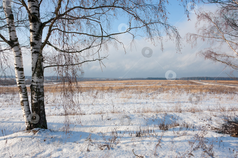 Скачать Пейзаж с березами фотосток Ozero